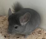 Violet ebony BDd RPAd chinchilla vrouwtje, Dieren en Toebehoren, Knaagdieren, Chinchilla, Juli, Vrouwelijk, Tam
