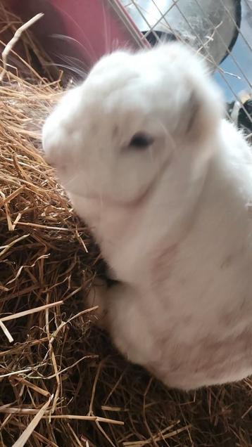 2 konijnen dringend  beschikbaar voor biedingen