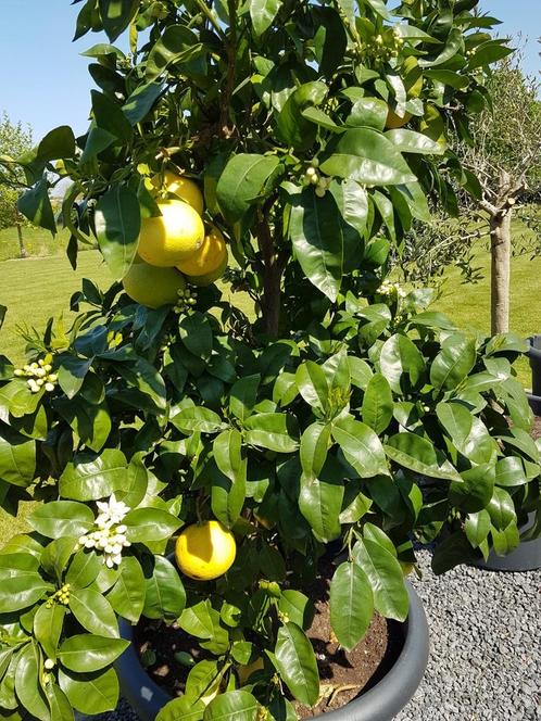 Pompelmoes en citroen boom  orangerie planten, Tuin en Terras, Planten | Fruitbomen, Citroenboom, 100 tot 250 cm, Volle zon, In pot