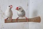 Rijstvogels 2025, Dieren en Toebehoren, Vogels | Overige Vogels