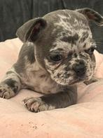 Franse Bulldog pups met stamboom in huis opgevoed, Dieren en Toebehoren, België, CDV (hondenziekte), 8 tot 15 weken, Bulldog