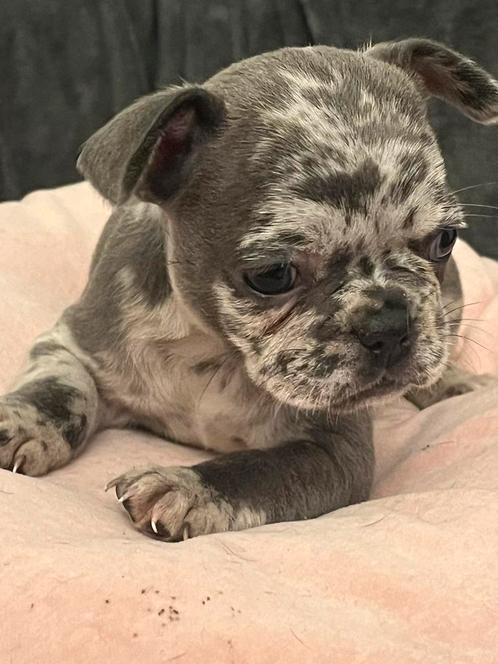 Franse Bulldog pups met stamboom in huis opgevoed, Dieren en Toebehoren, Honden | Bulldogs, Pinschers en Molossers, Meerdere dieren