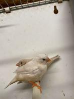 Zebravinken, Dieren en Toebehoren, Vogels | Overige Vogels