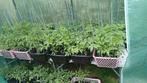 Tomaten plant per plant, Tuin en Terras, Planten | Tuinplanten, Ophalen
