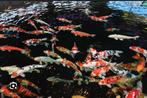 Les poissons Koi doivent être jetés hors de l'étang, Animaux & Accessoires, Poissons | Poissons d'étang, Carpe ou Koï