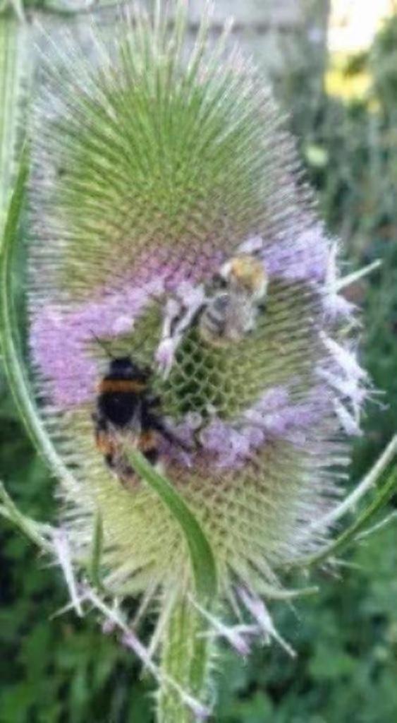 Kaardenbol , 2 grote potten, Tuin en Terras, Planten | Tuinplanten, Tweejarig, Overige soorten, Volle zon, Zomer, Ophalen
