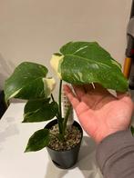 Monstera Thai Constellation, Huis en Inrichting, Ophalen