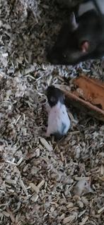 Baby goudhamsters, Dieren en Toebehoren, Juli, Geslacht onbekend, Hamster