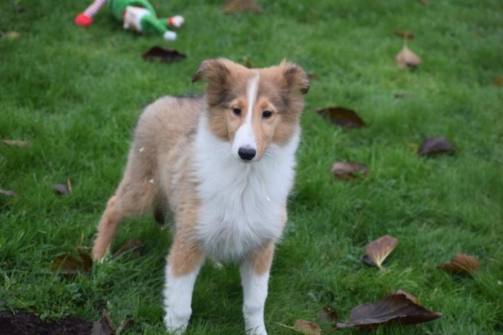 Chiots colley écossais, Animaux & Accessoires, Chiens | Bergers & Bouviers, Plusieurs animaux, Colley, Éleveur | Professionnel