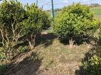 Meerstammige buxus, Jardin & Terrasse, Plantes | Arbustes & Haies, Moins de 100 cm, Enlèvement, Buis, Arbuste
