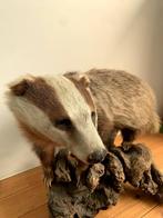 Opgezette dieren • Das, Antiek en Kunst, Curiosa en Brocante, Ophalen