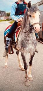 Welsh pony 6 jaar, Dieren en Toebehoren, Pony's, Merrie