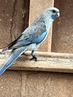 Pennant rosella pop 2025 (pastel blauw), Dieren en Toebehoren, Vogels | Parkieten en Papegaaien, Vrouwelijk, Parkiet, Geringd