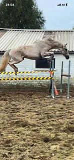 Bwp merrie paard, Dieren en Toebehoren, Paarden, Merrie, Springpaard, Met stamboom, M