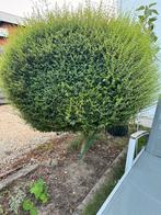 Een mooie Liguster (Ligustrum…), Tuin en Terras, Ophalen