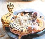 Geckos Léopards à Vendre-Diverses Couleurs, À partir de €99, Animaux & Accessoires, Lézard, 0 à 2 ans