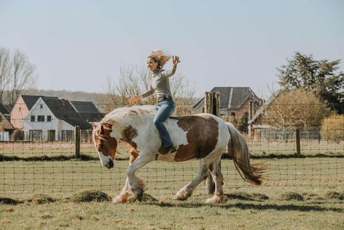 Stoere 4 jarige tinkerruin, Dieren en Toebehoren, Pony's, Ruin, Zadelmak, D pony (1.37m tot 1.48m), Recreatiepony, 3 tot 6 jaar