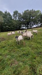 Gezocht schottis blackface ram, Dieren en Toebehoren, Schapen, Geiten en Varkens