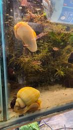 Gele appelslakken - alle maten