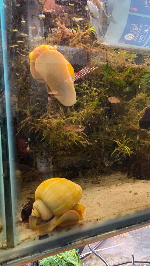 Gele appelslakken - alle maten, Dieren en Toebehoren, Vissen | Aquariumvissen