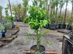 Zeer mooie citroenbomen 160 à 210 cm hoog vanaf 69,99 euro, Ophalen