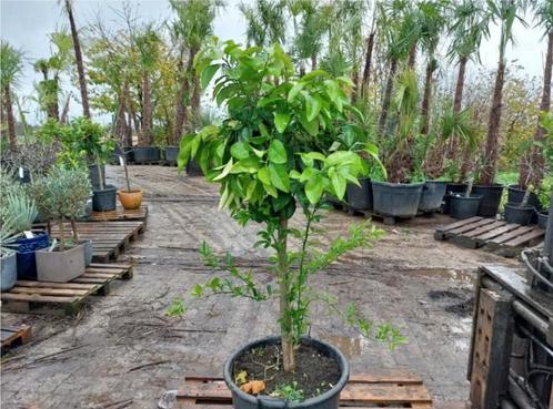 Zeer mooie citroenbomen 160 à 210 cm hoog vanaf 79,99 euro, Tuin en Terras, Planten | Bomen, Ophalen