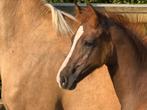 Chique merrieveulen, Dieren en Toebehoren, Pony's, Merrie, Springpony, 0 tot 2 jaar, Onbeleerd