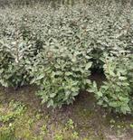 Elaeagnus ebbengei compacta olijfwilg, Tuin en Terras, Ophalen
