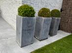 Plantenbakken met buxus, Tuin en Terras, Ophalen, Gebruikt