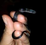 Boaedon fuliginosus black, Dieren en Toebehoren, Slang, 0 tot 2 jaar