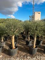 Olijfbomen olea europaea vanaf april in België!, Tuin en Terras, Planten | Bomen, Ophalen