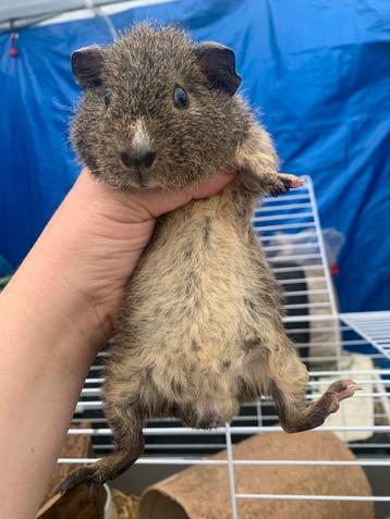 Rex beertje Agouti-Creme 10 weekjes beschikbaar voor biedingen