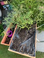 Tomaten plantjes, Tuin en Terras, Planten | Tuinplanten, Ophalen