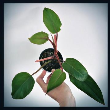Philodendron (Red Emerald)