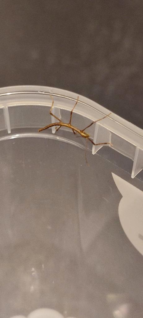 Nimfen (baby wandelende takken), Dieren en Toebehoren, Insecten en Spinnen