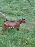 Dwerggeiten, Dieren en Toebehoren