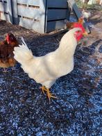 Jonge vriendelijke haan, Dieren en Toebehoren