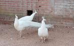 Hele mooie pauwen te koop., Dieren en Toebehoren