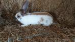 Reuzevlinder lotharinger te koop, Dieren en Toebehoren, Konijnen