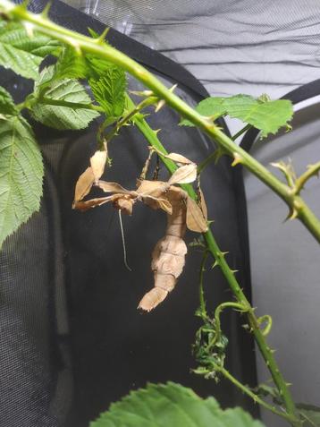 Œufs De phasmes scorpion  beschikbaar voor biedingen