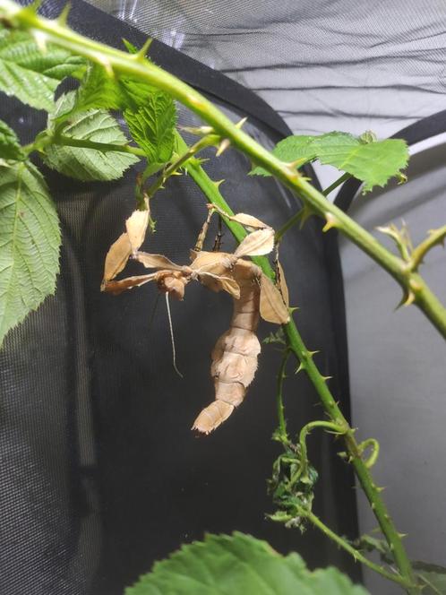 Œufs De phasmes scorpion, Dieren en Toebehoren, Transportboxen, Ophalen of Verzenden