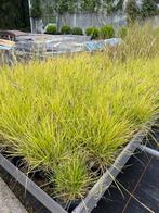 Sesleria autumnalis. Siergras, Tuin en Terras, Ophalen, Siergrassen
