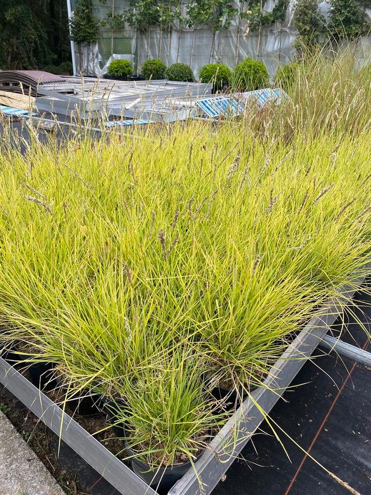 Sesleria autumnalis. Siergras, Tuin en Terras, Planten | Tuinplanten, Siergrassen, Ophalen