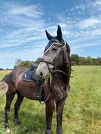 Te koop, Dieren en Toebehoren, Ophalen, Springen