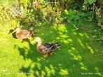 TRIO WILDE EENDEN, Dieren en Toebehoren, Meerdere dieren, Eend