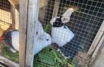 Dwergkonijnen Voedster 4 mand oud 10€ stuk, Dieren en Toebehoren, Konijnen