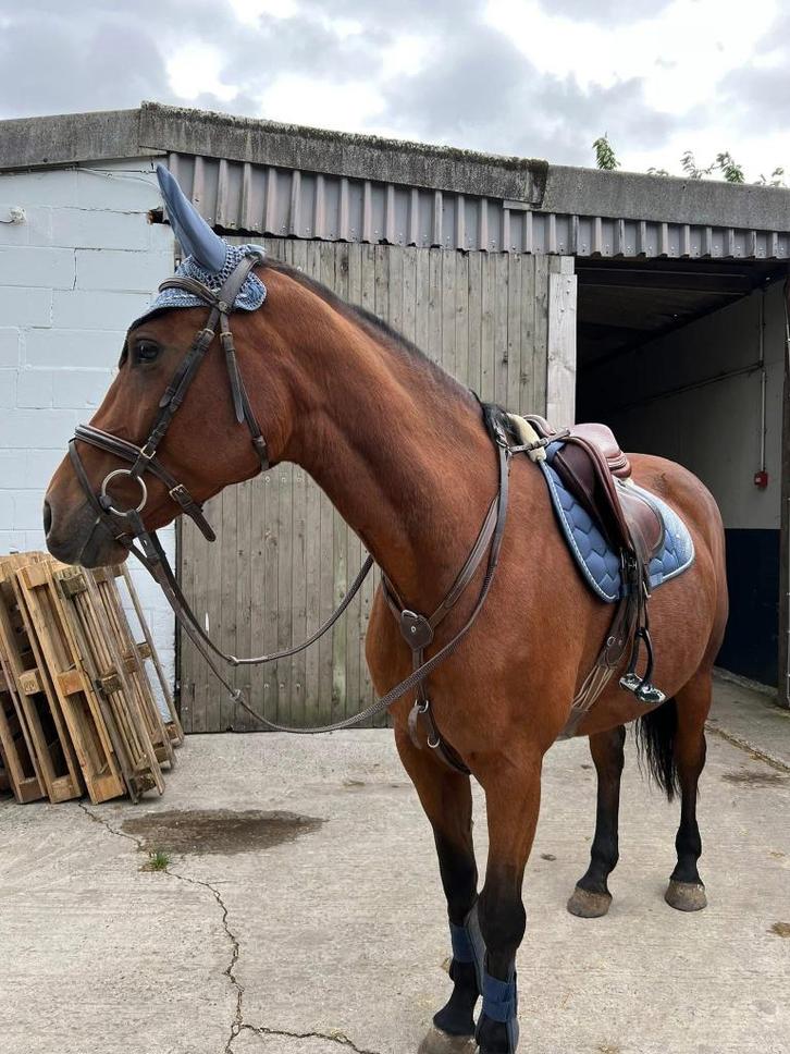 Halve stal gezocht, Dieren en Toebehoren, Paarden, Merrie, Zadelmak, 170 tot 175 cm, 11 jaar of ouder, Springpaard, Met stamboom
