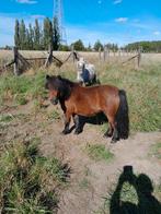 Shetland merrie, Dieren en Toebehoren, A pony (tot 1.17m), 7 tot 10 jaar, Recreatiepony, Merrie