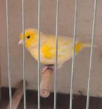 Fife fancy, Dieren en Toebehoren, Vogels | Kanaries, Meerdere dieren, Postuurkanarie