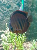 Discussen, Poisson, Poisson d'eau douce, Banc de poissons